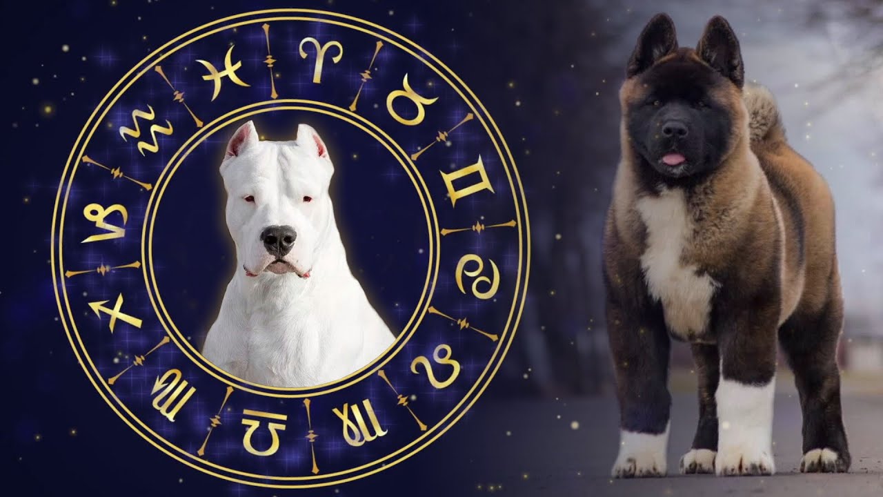 The Best Dog Breeds For All 12 Horoscope Signs
