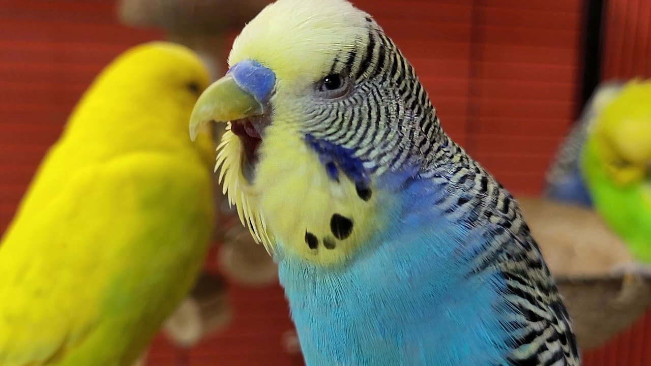 budgie sounds for lonely birds
