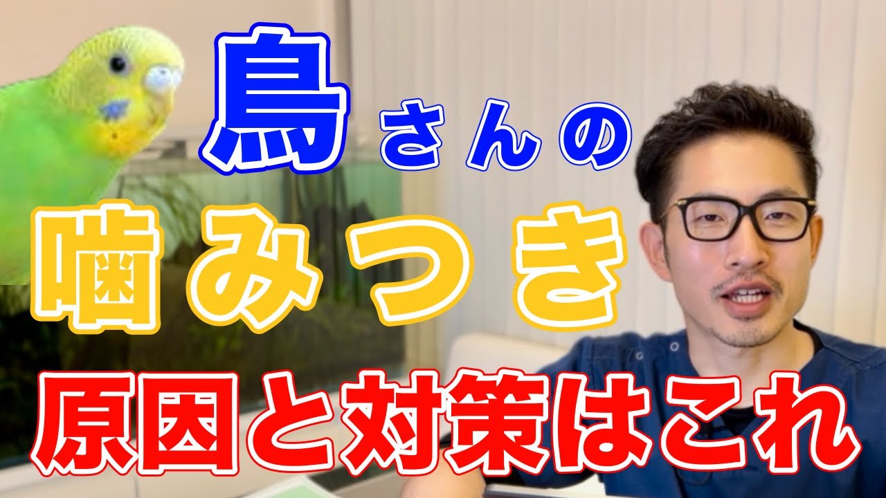 【質問コーナー】セキセイインコさん換羽気が終わらない…これって普通？換羽期に入ってから噛みつきが酷くなった、なおるの？ボウシインコさん夜になると吐くような仕草をして苦しそう…などにお答えしました！