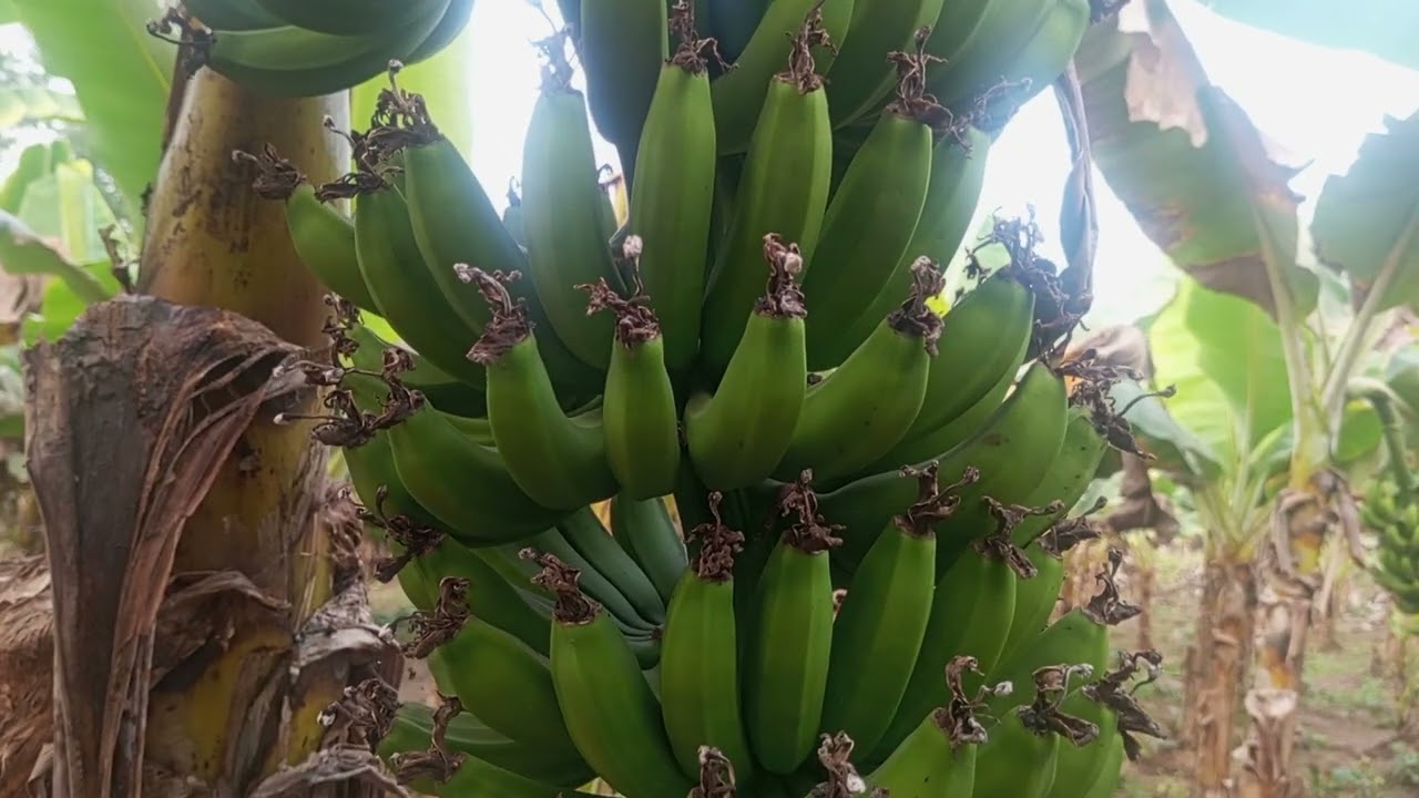 Banana garden