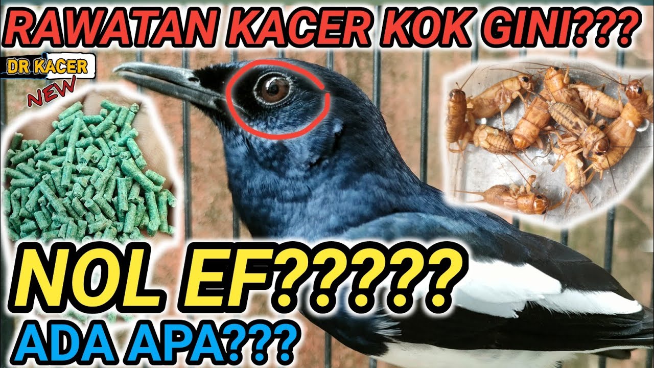 FULL SAYA BAHAS!!! BURUNG KACER DIRAWAT 0 EF FUNGSINYA APA? DR KACER NEW