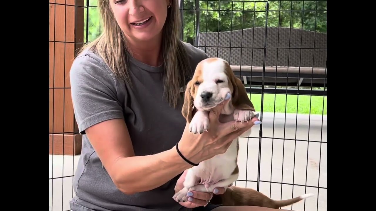 Evelyn/Dio Basset Hound puppies! 4 weeks old!