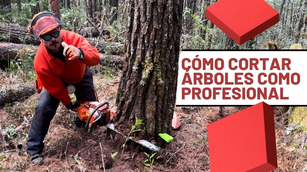 Cómo cortar árboles con motosierra como un profesional.