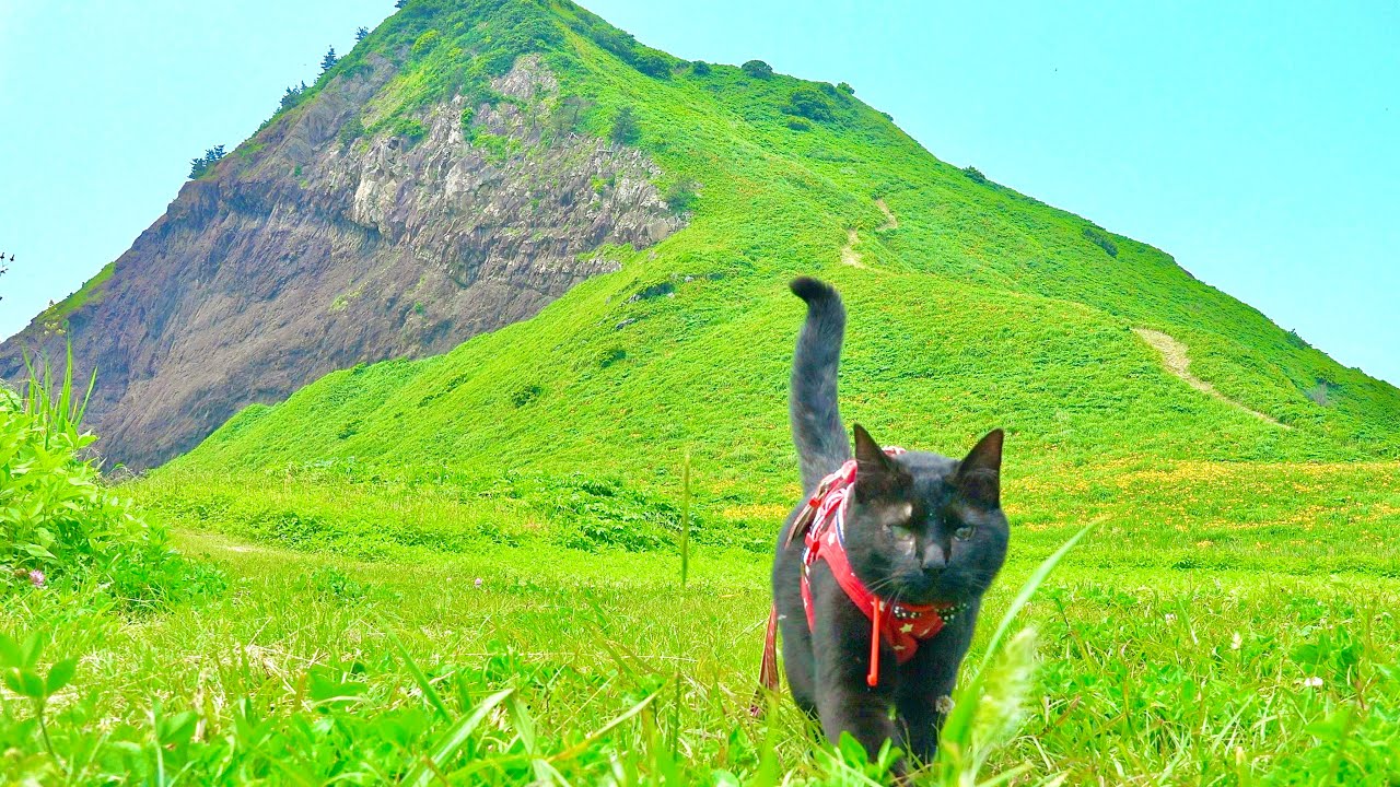 ２年ぶりに猫とすごい場所に来てみたら。。