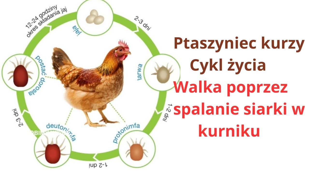 Ptaszyniec. Niszczenie  ptaszyńca. Spalanie siarki w kurniku.  29 września 2025