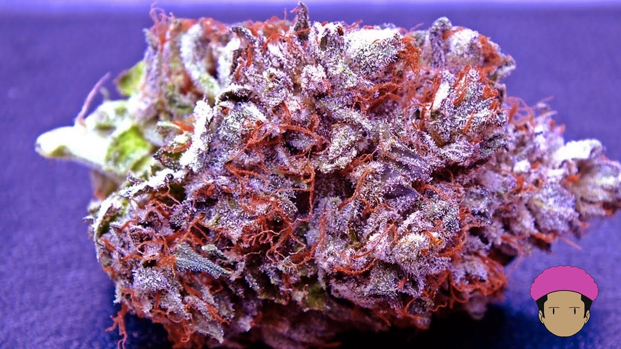 Top 5 Strongest Weed Strains Of 2021| Strongest Cannabis Strains