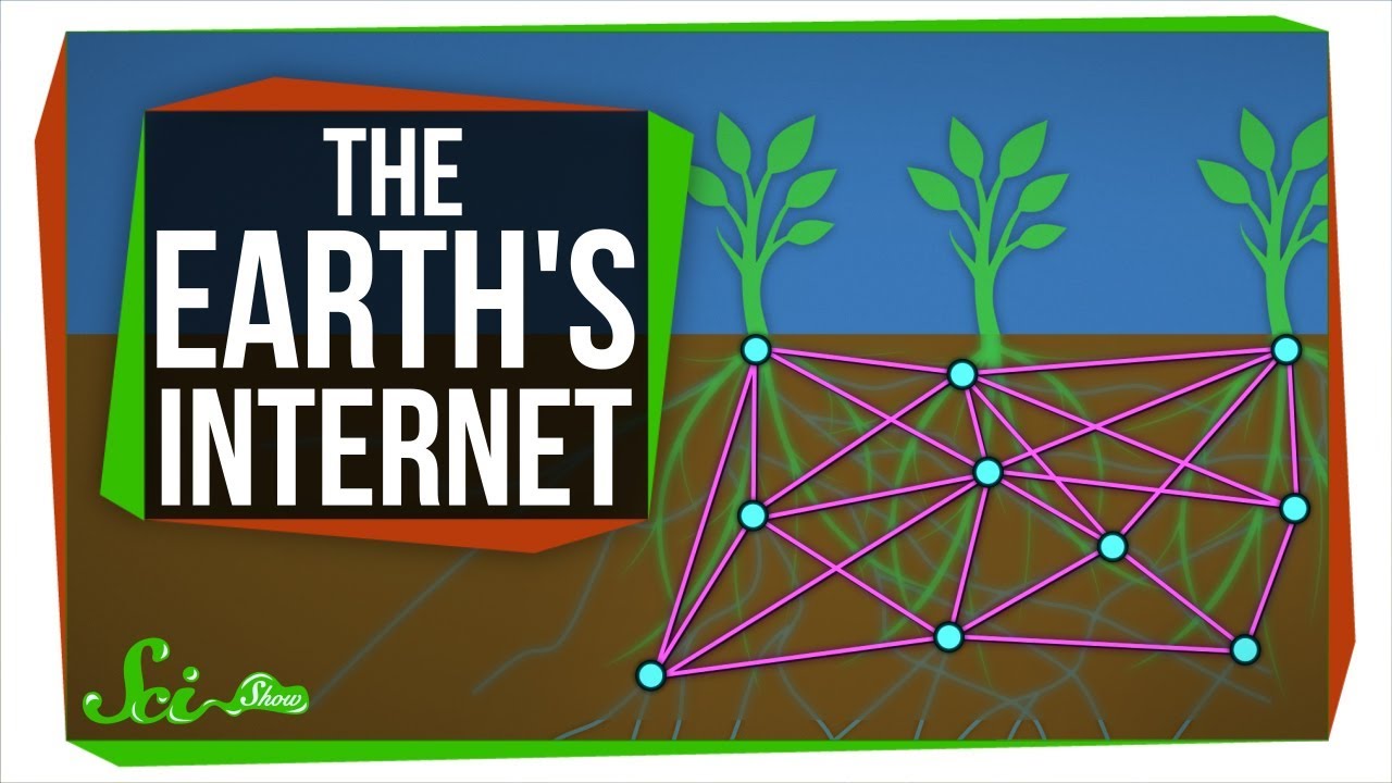 The Earth's Internet: How Fungi Help Plants Communicate