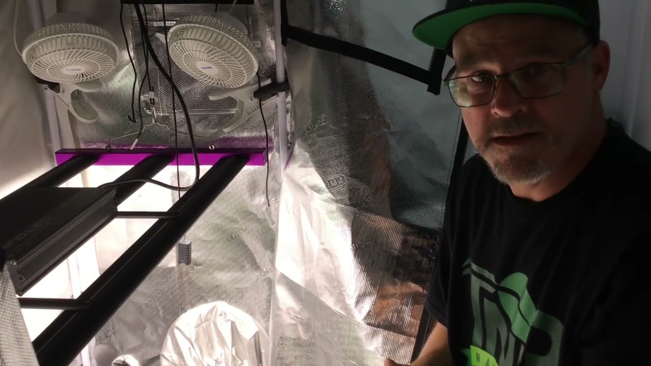 Day 34 #growstrongcup#gsigrowoff #growstrongcupgrowoff Update with #kylesskywalkerog