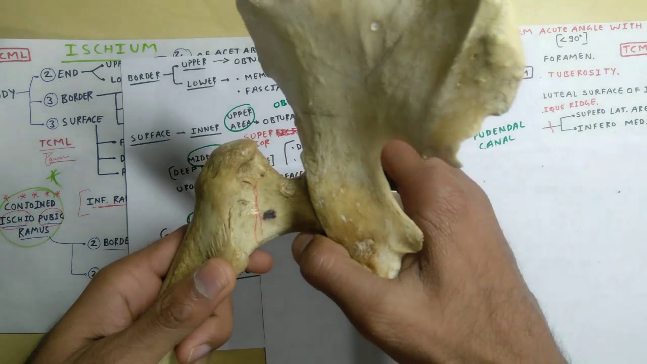 Тазовая кость - 2c, прикрепление к седалищной кости: сращенная седалищно-лобковая ветвь | TCML | ...