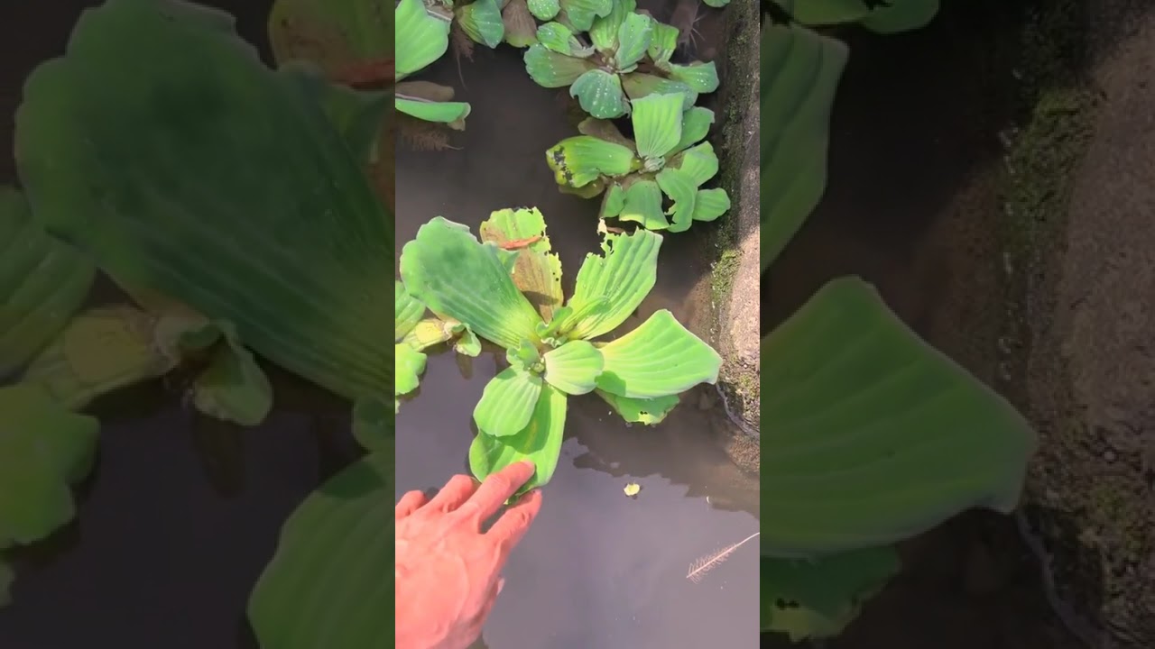 Primitive life, Simple life,Food Life, EP18,#fypage,#catchingfish, #fishing,#handfishing,