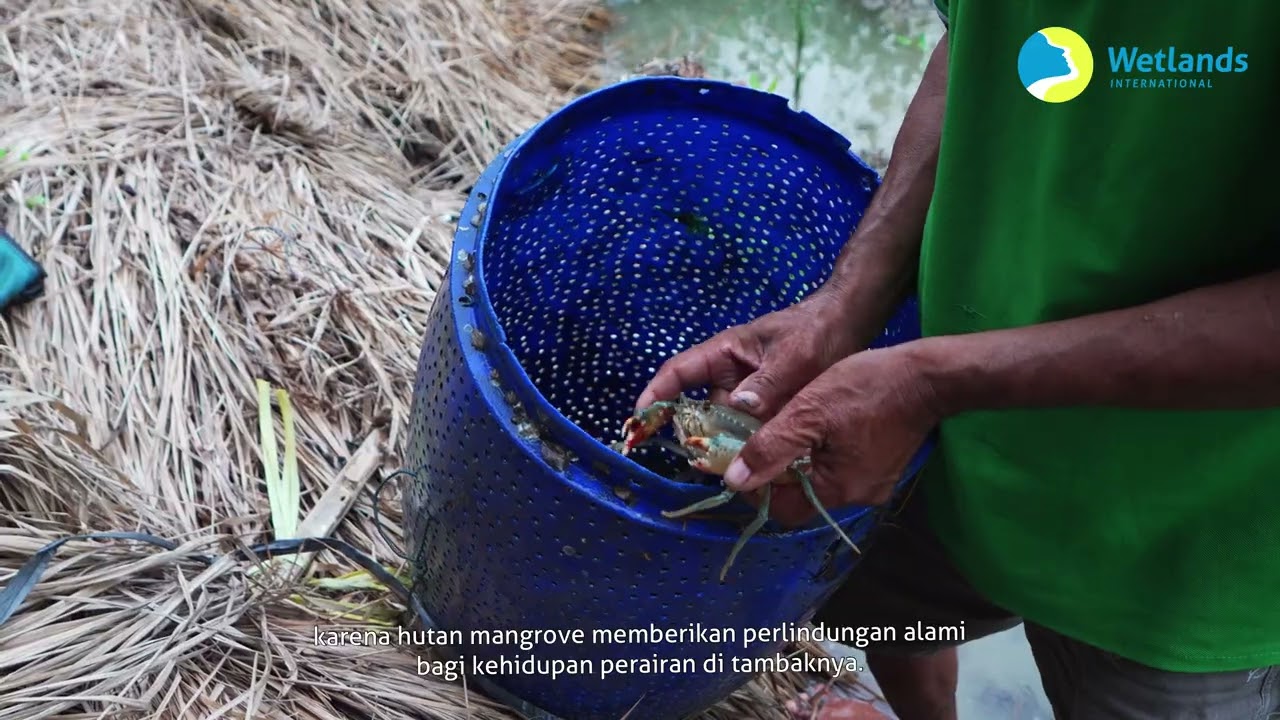 Membangun Bersama Alam: Tambak Terhubung Mangrove