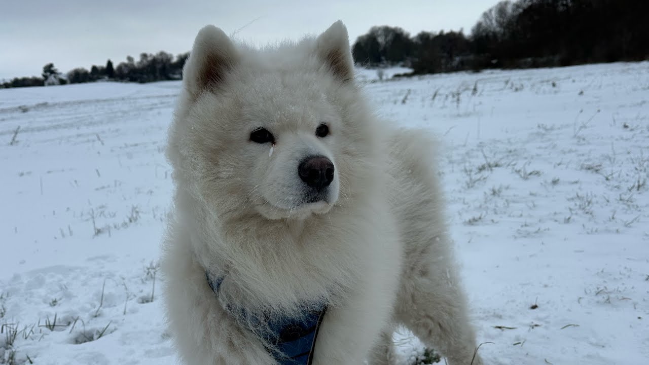 Bobby le samoyède à la neige !