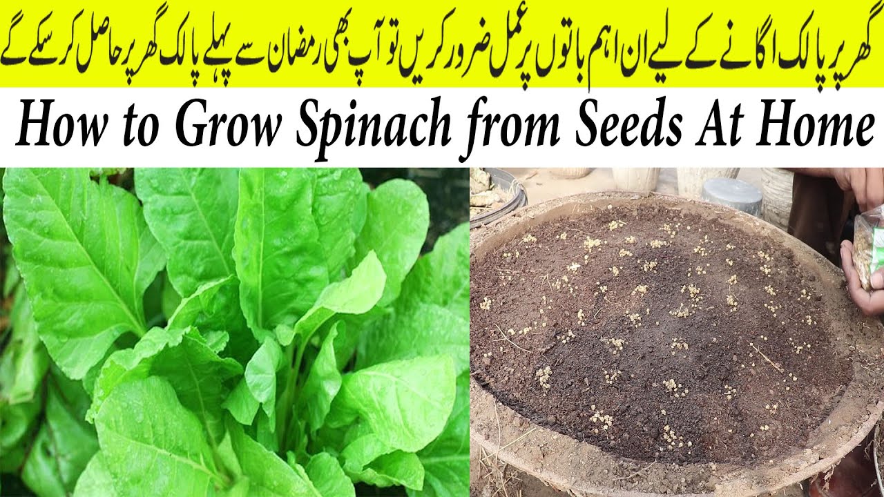 How To Grow Palak (Spinach) From Seeds At Home | Growing and Care