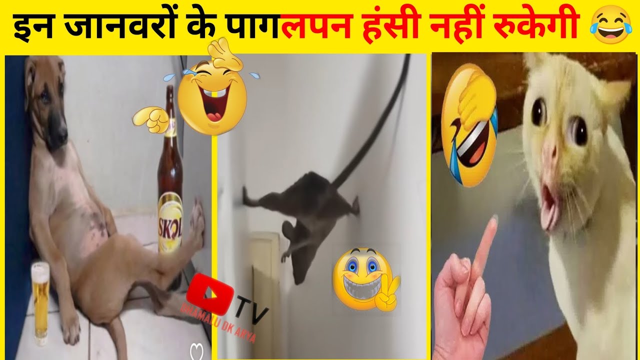 जानवरों के असली पागलपन देखकर हँसी नहीं रुकेगी most funniest animals video #animals #funny 