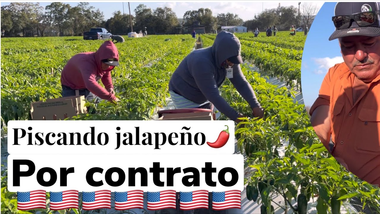 Los mejores piscadores de chile jalape&ntilde;o *en EEUU 🇺🇸 😃
