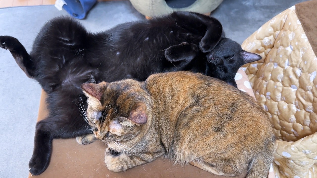 落っこちたりタイミング間違えたりでドジで優しい黒猫くんはこちらです&hellip;笑