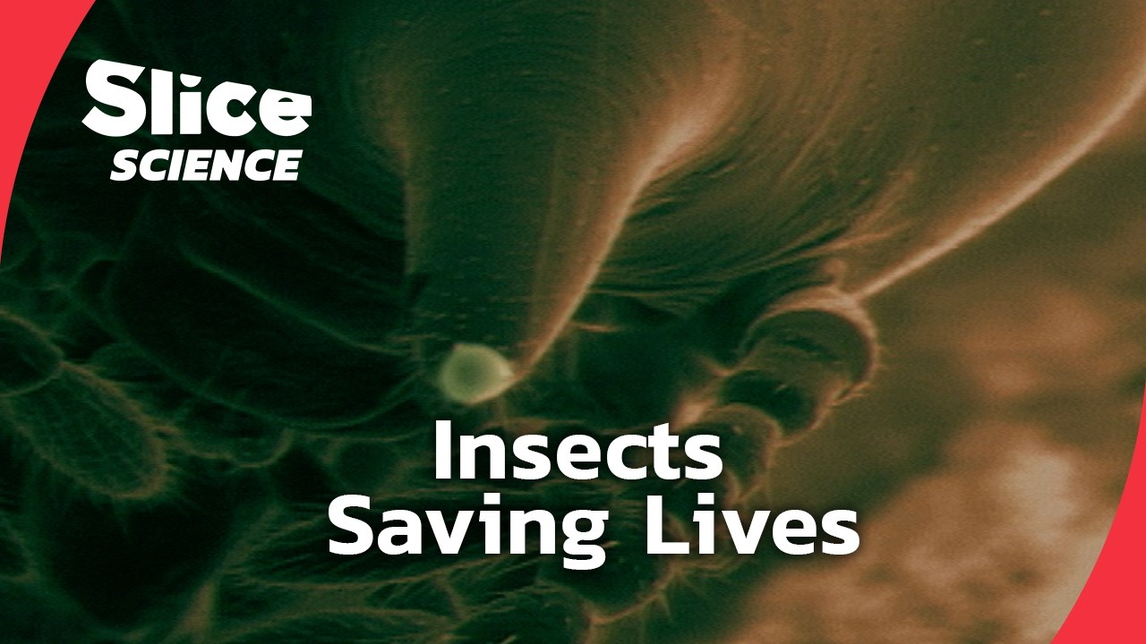 How Insects Are Revolutionizing Medicine | SLICE SCIENCE | FULL DOC