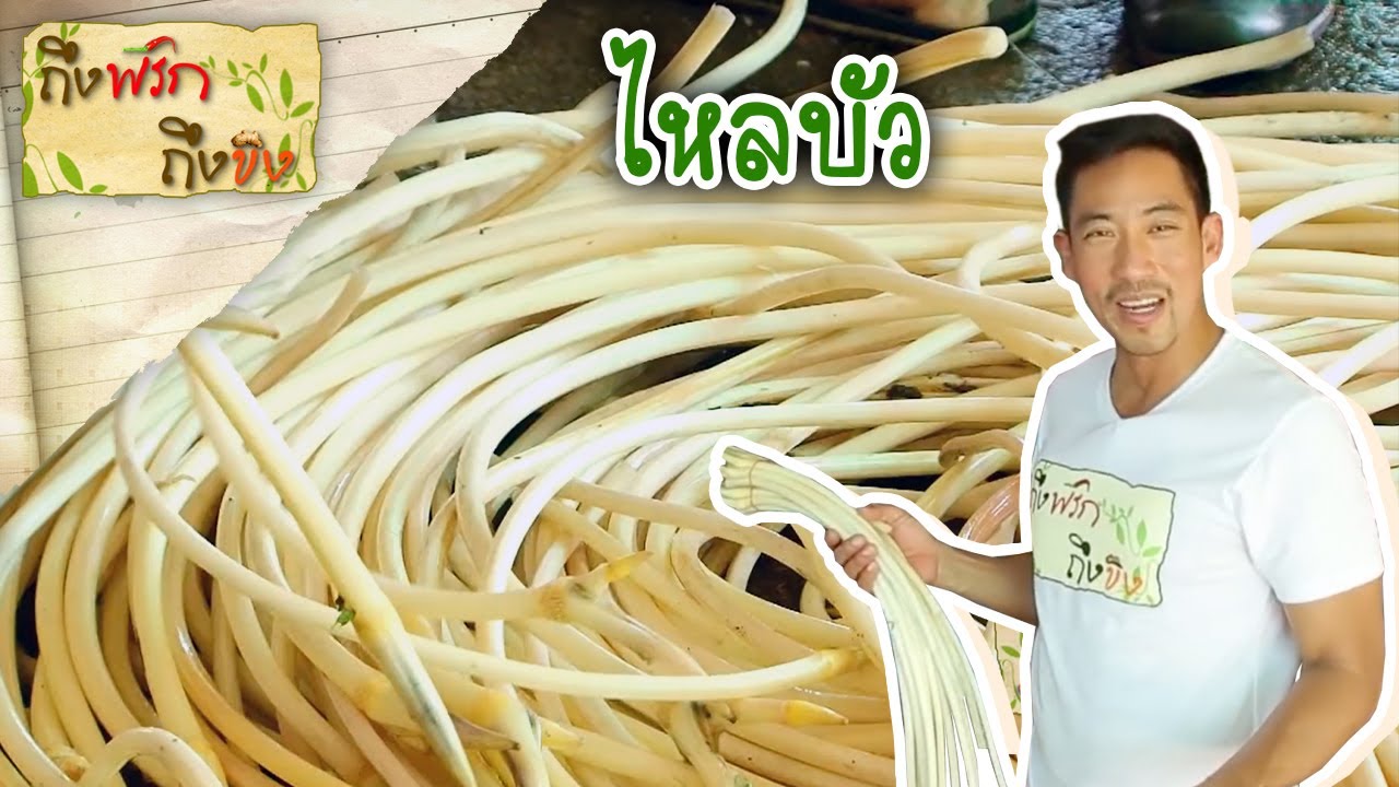 ไหลบัว I ถึงพริกถึงขิง 31-08-61