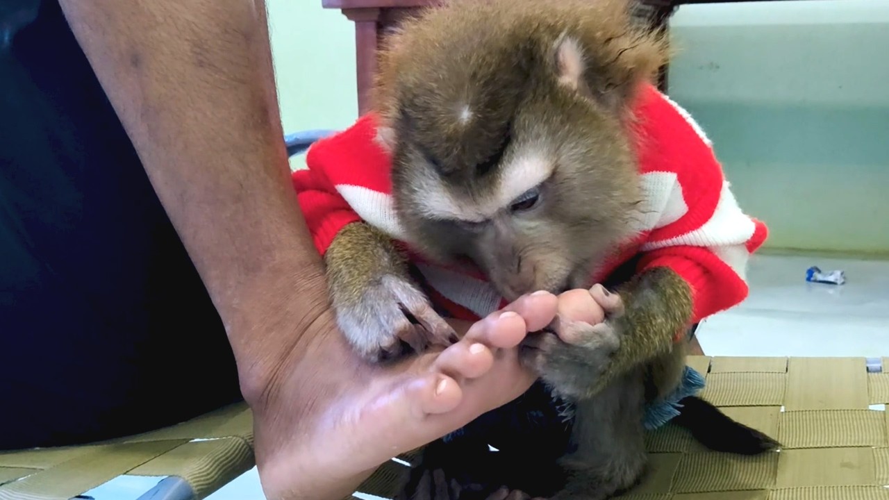 Monkey Cuddle Leg Grooming ASMR Honest Respect Daddy From Head to Toe Instant Sleep Triggers