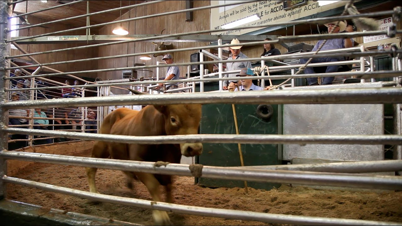 Back Road Reporter - Sale Yards