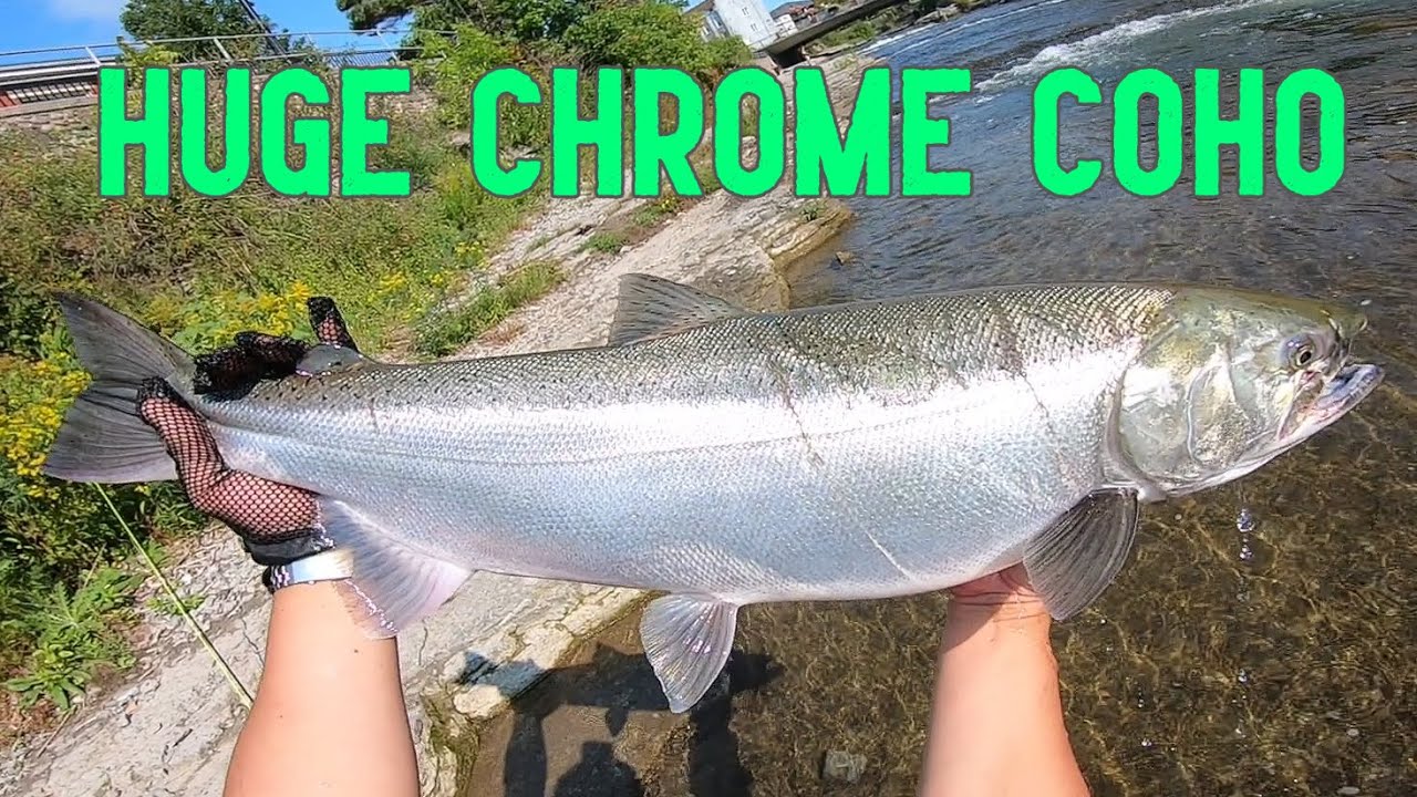 Ontario Salmon/Steelhead: Giant Chrome Coho