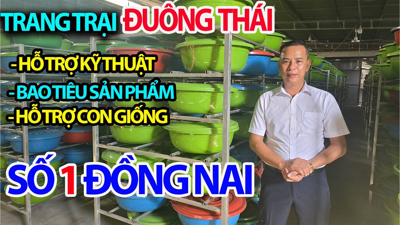 Nuôi Đuông Dừa Thái Lan 2026 Được Trại Đuông Số 1 Đồng Nai Hỗ Trợ Toàn Phần Đồng Hành Cùng Bà Con