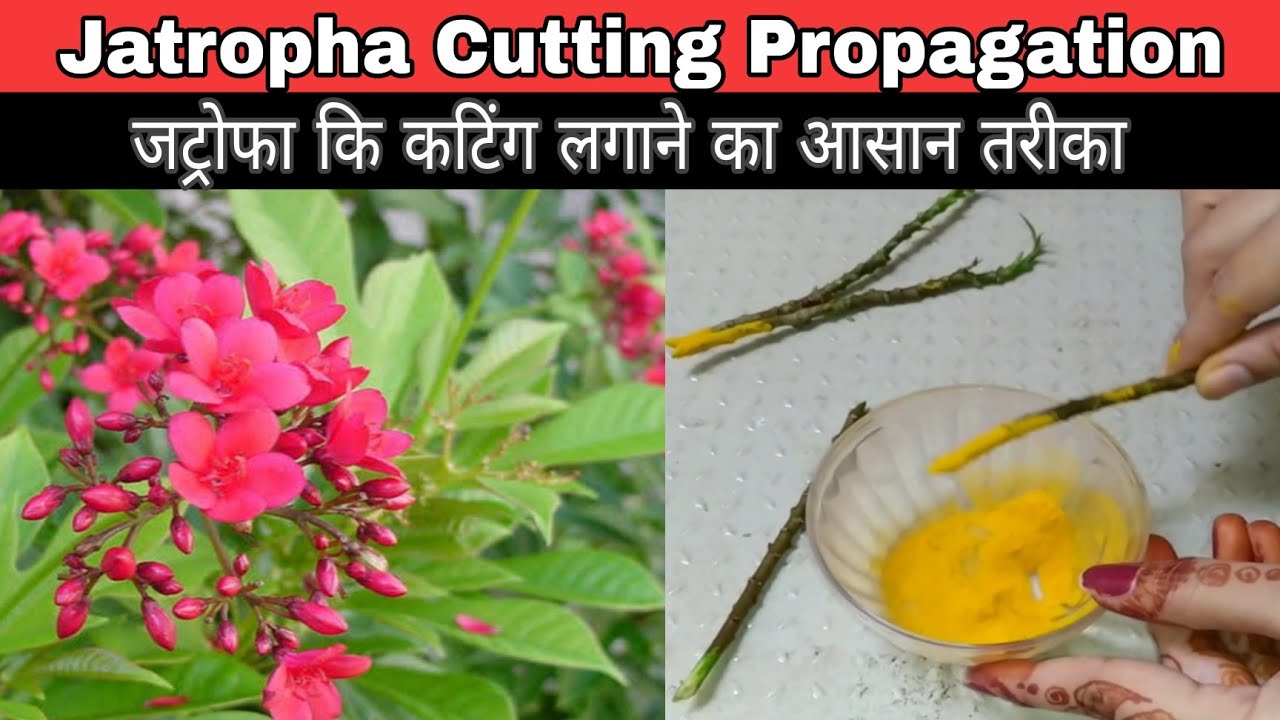 How To Grow Jatropha Plant From Cutting / Jatropha Plant Propagation || #Gardeningathome