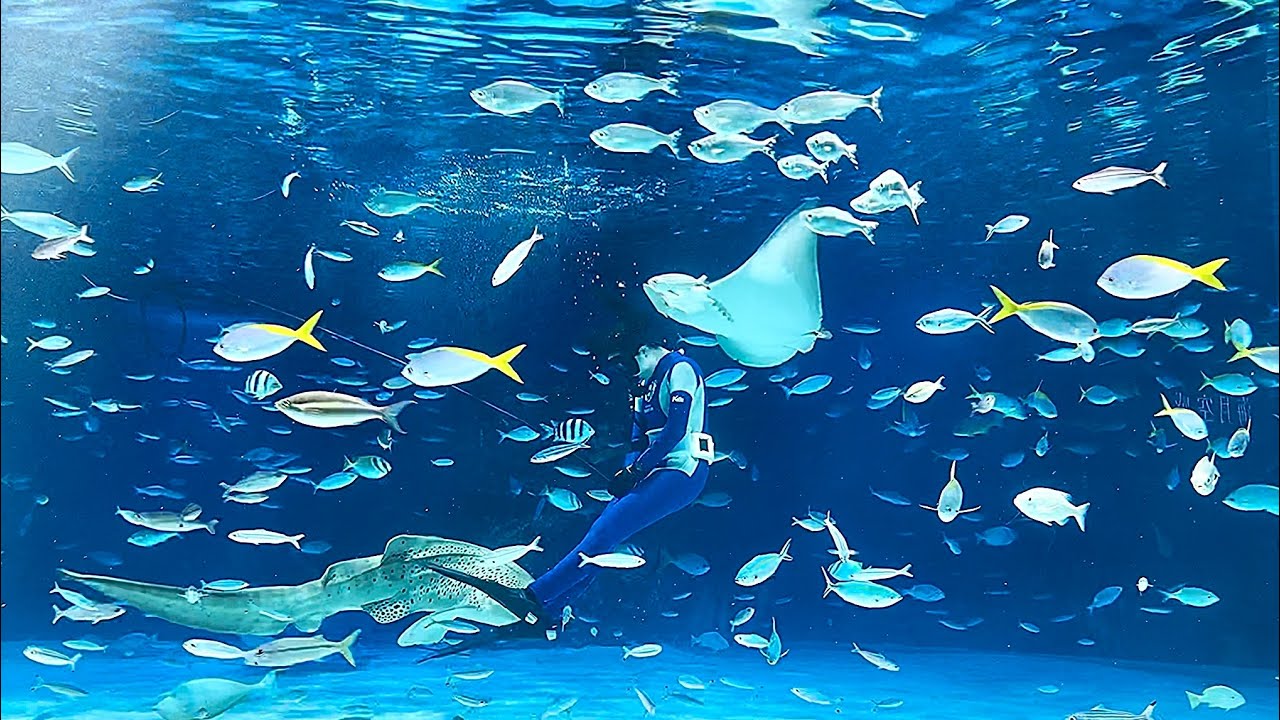 Sunshine Aquarium FULL TOUR REVIEW @ SunShine CITY Toshima City Tokyo Japan 🇯🇵