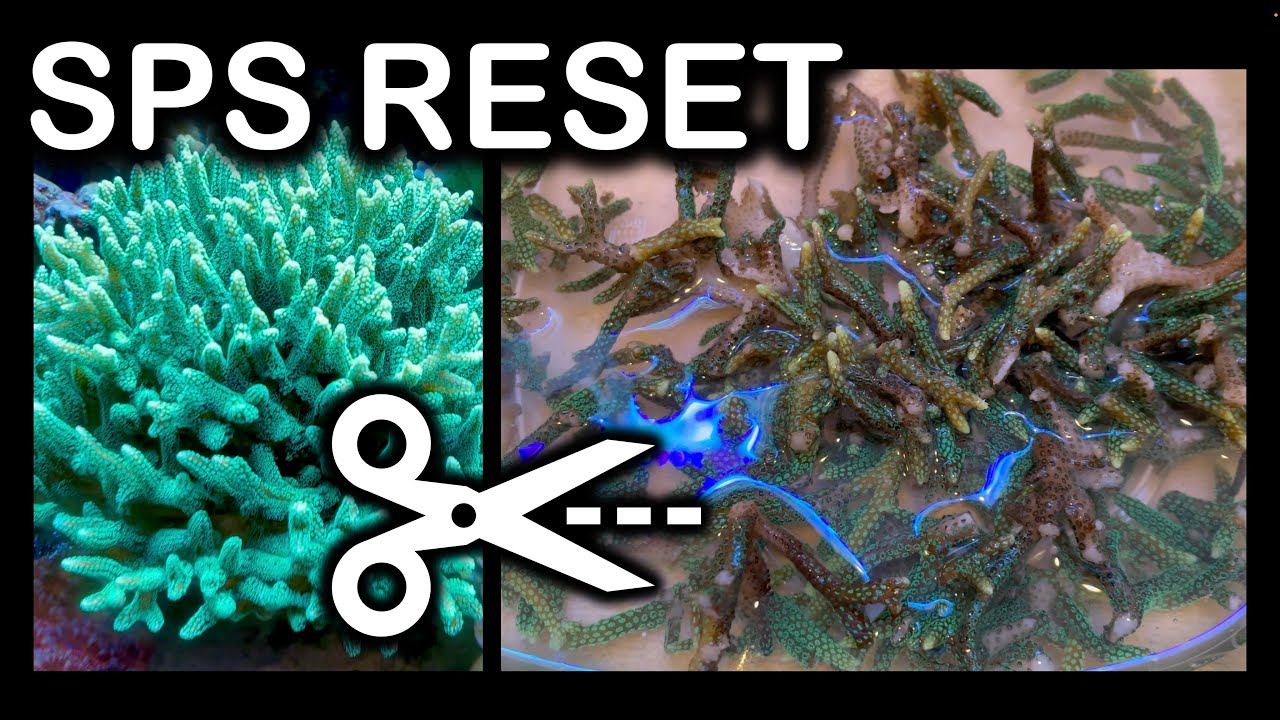 SPS Colony Reset; Let's Frag!