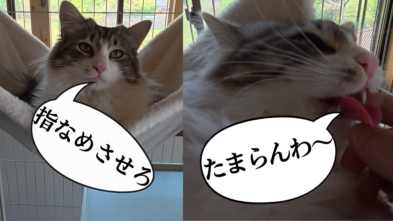 【狂気？】狂ったように飼い主の指を舐めまくる猫