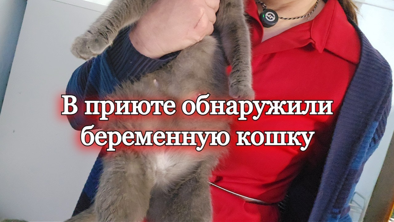 В приюте снова пополнение и виноваты в этом мы