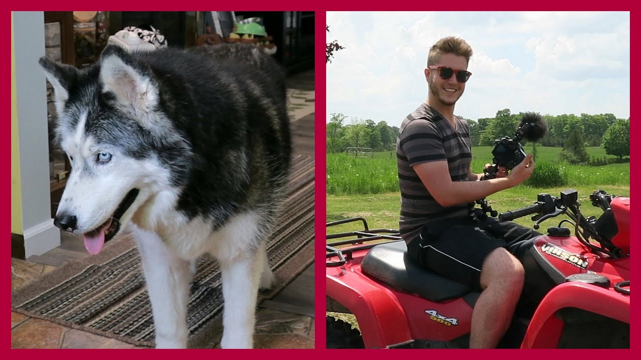 Huskies In the Pool and Wheeling at the Farm