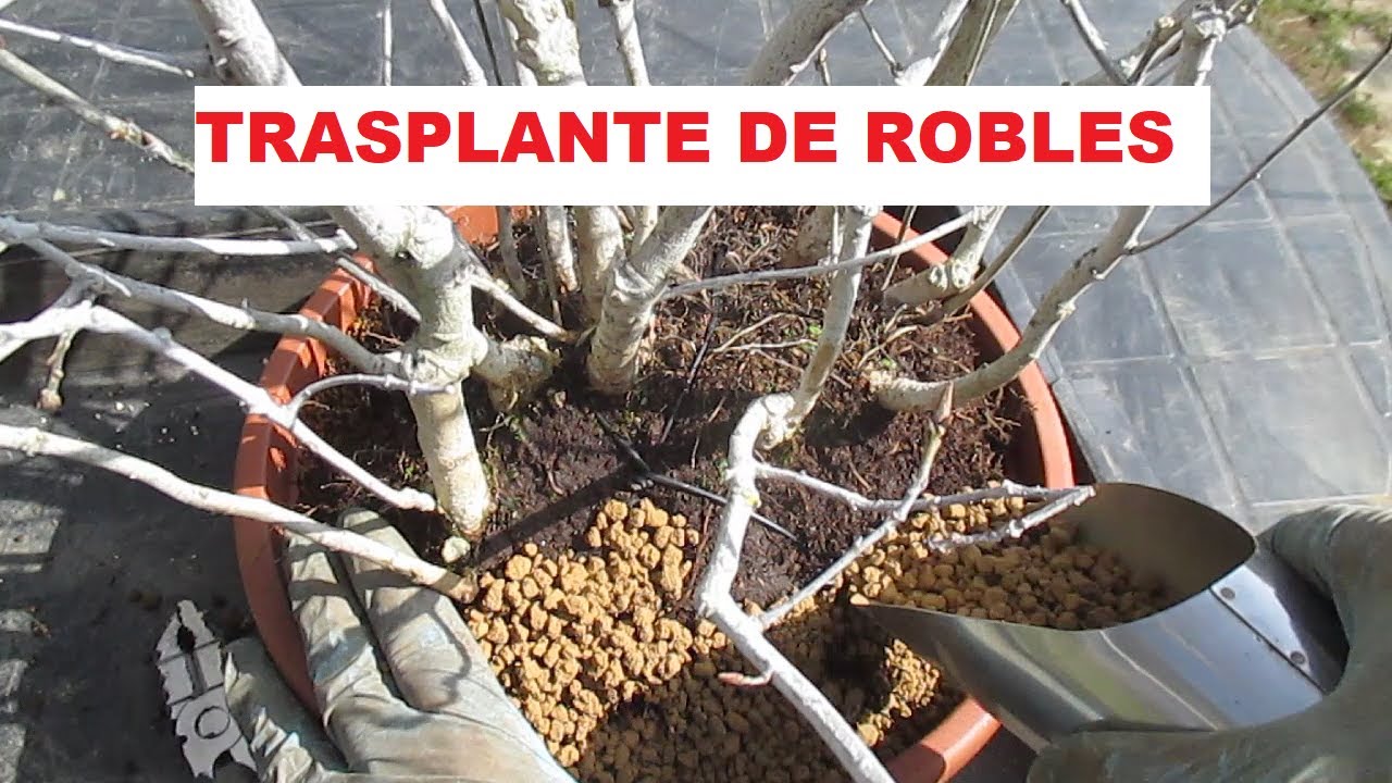 TRASPLANTE QUERCUS ROBUR (ROBLE CARBALLO) EN YOSE-UE (FORMACIÓN EN GRUPO)