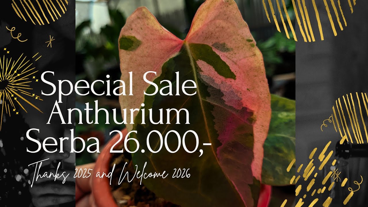 Special Sale Tanaman Hias Anthurium Akhir Tahun Harga Serba 26.000,- Siapa Cepat Dia Dapat🔥