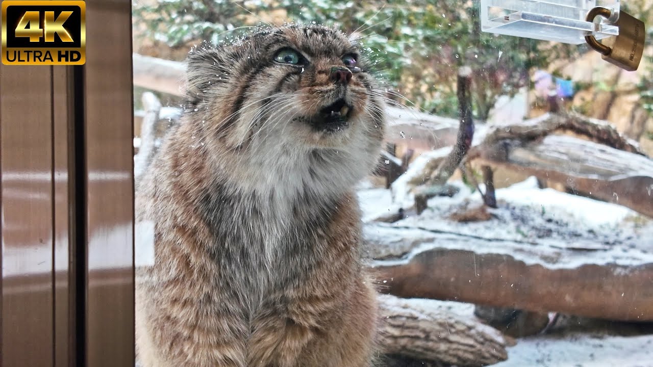 (Манулнеко) 'Бол' пискнул😺.