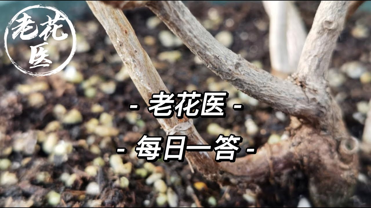 【每日问答】垂丝茉莉一直掉花苞是怎么了？百合竹闷根怎么解决？Q&A： Why are Wallich's glorybower's flower buds keep dropping.