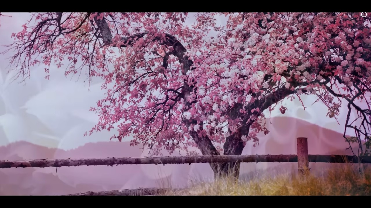 Springtime for flower viewing | Meditation and music listening