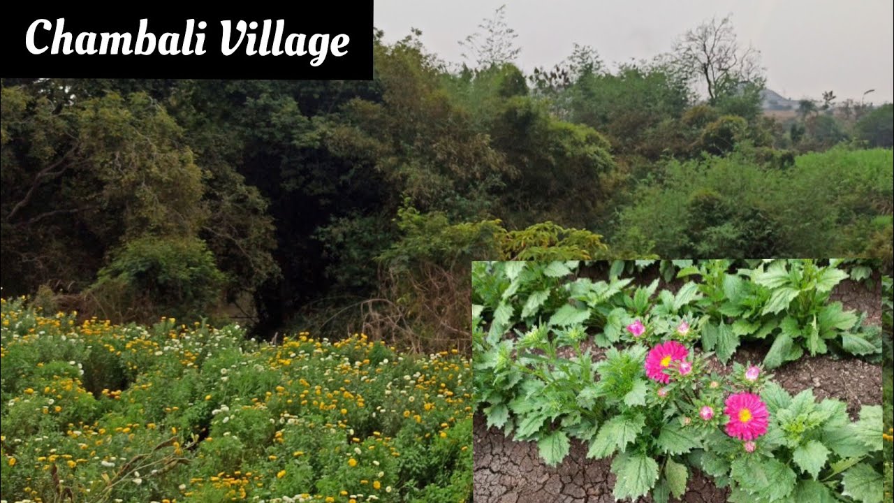Chrysanthemum, Aster, Marigold flower farming
