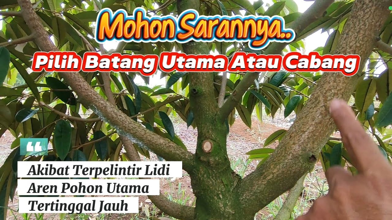 Penyebab Batang Utama Pohon Durian Sulit Berkembang. Pilih Batang Utama Atau Cabang.??