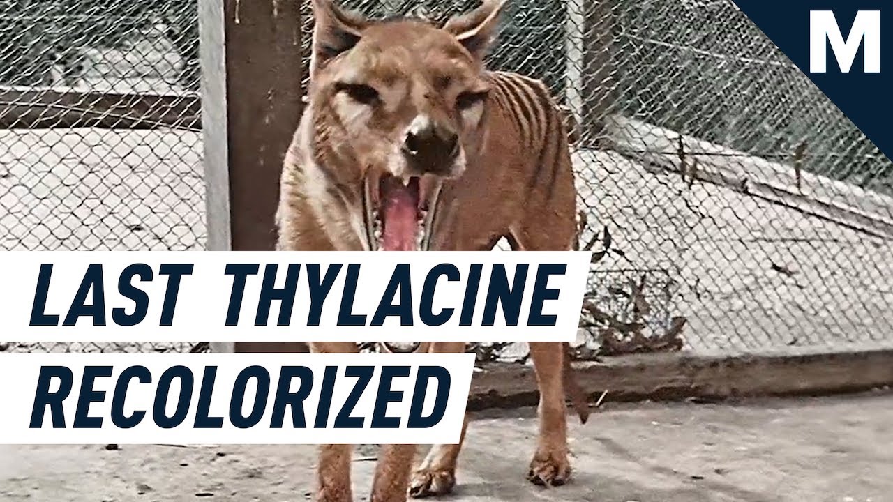 Colorized Footage from 1933 Shows the Very Last Tasmanian Tiger in All Its Stripy Glory | Mashable