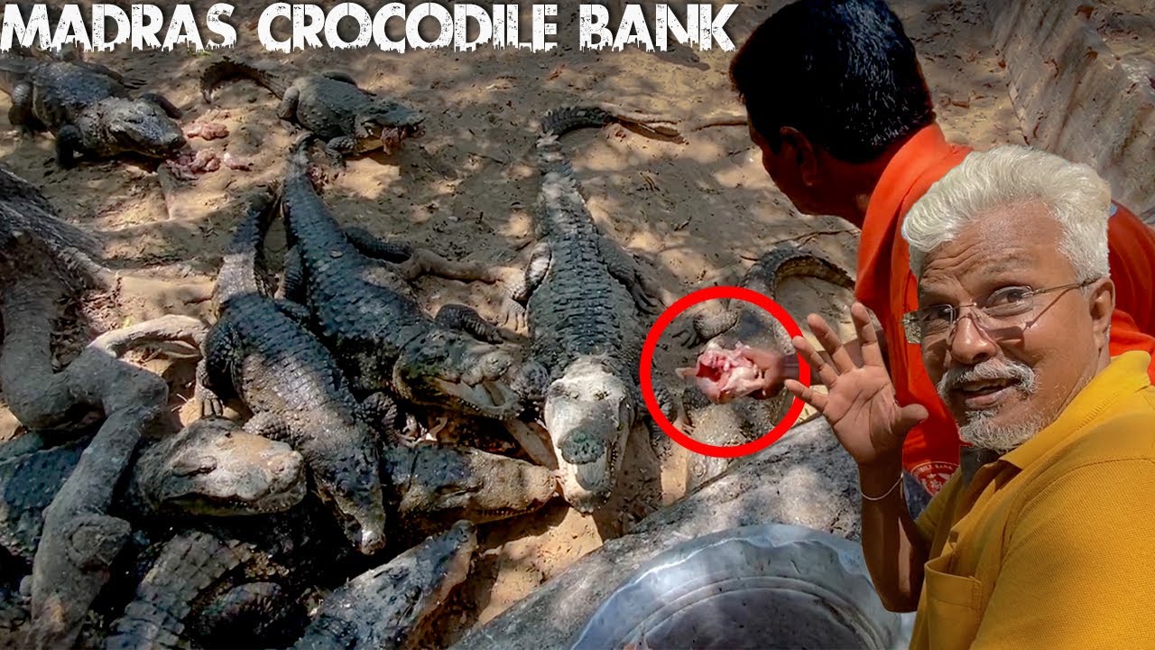 Dad's CROCODILE FEEDING Experience at Madras Crocodile Bank! 🐊😲| Part 1