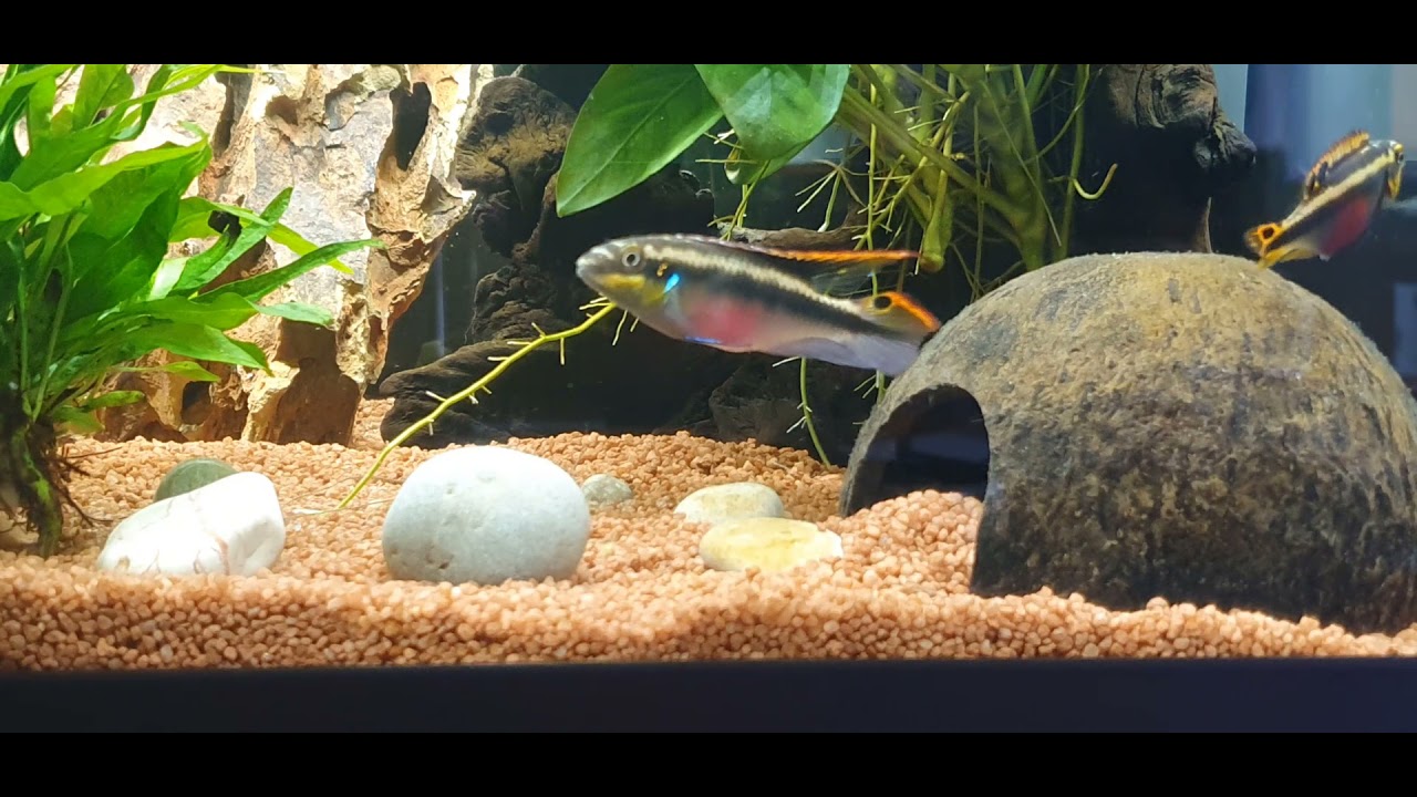 Purpurprachtbarsch - Pelvicachromis pulcher  Teil1 Hoehle gefunden