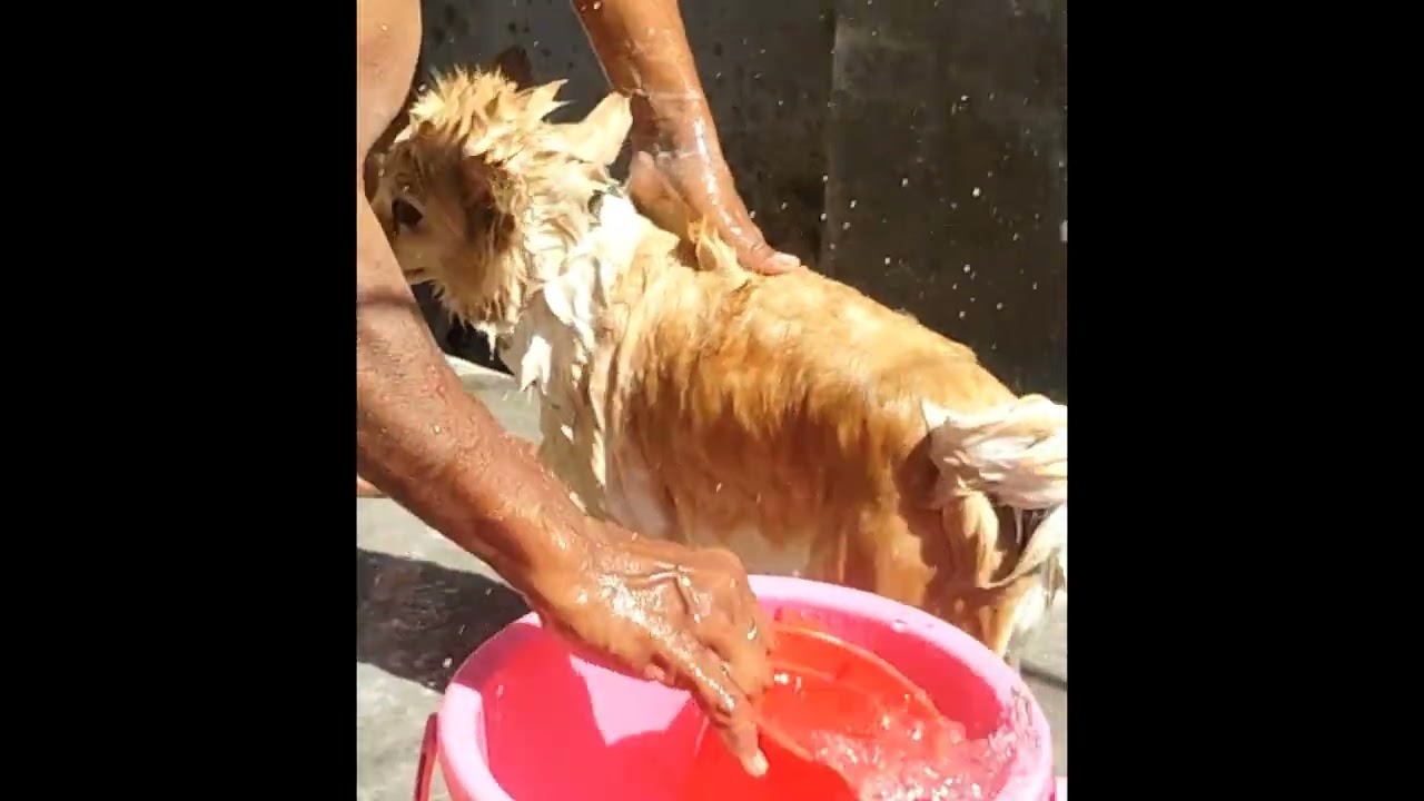 🛁 “Scooby’s bath day!” 🐶✨