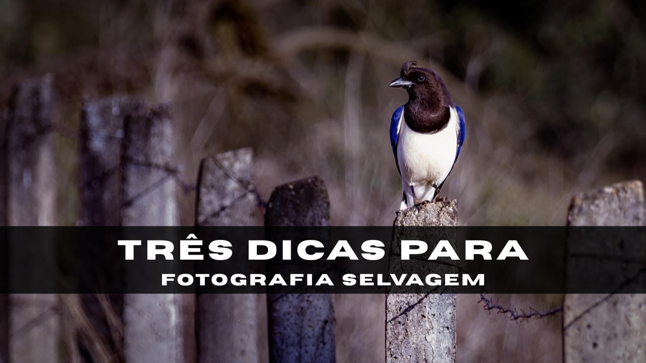 03 (TRÊS) dicas para um INÍCIO ARRASADOR na FOTOGRAFIA DE AVES - A ÚLTIMA MUDA TUDO!