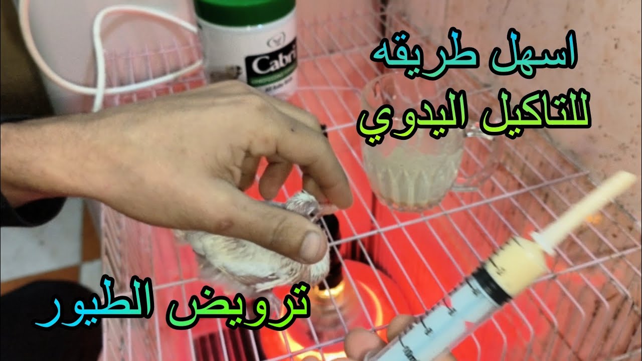 اسهل وابسط طريقه لتاكيل وترويض اليمام والحمام تاكيل يدوي وافضل منتج للتاكيل 🦅