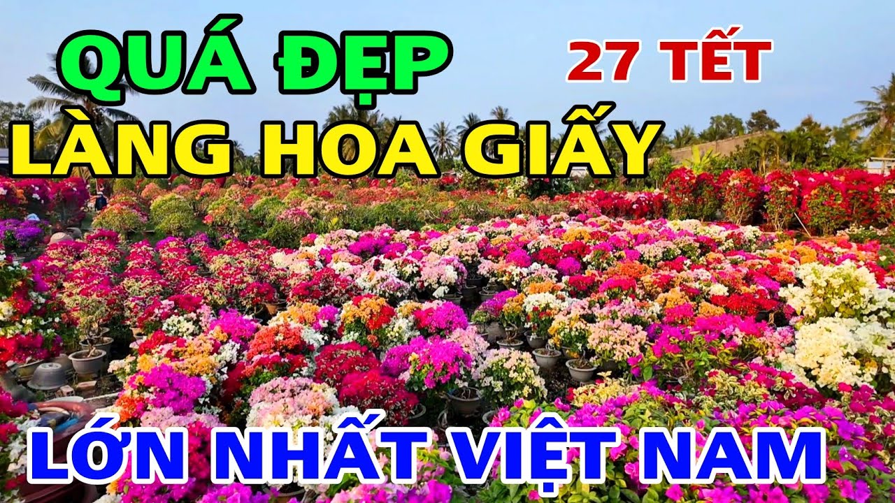 BÙNG NỔ LÀNG HOA GIẤY TẾT 2026 LỚN NHẤT VIỆT NAM .