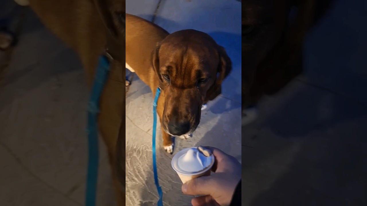 Moose gets a pupcup! 