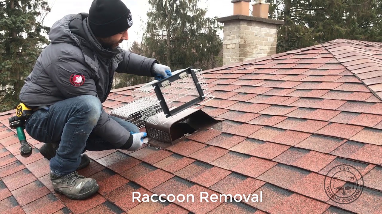 Remove Raccoons Like a Pro! | 360 Wildlife Control
