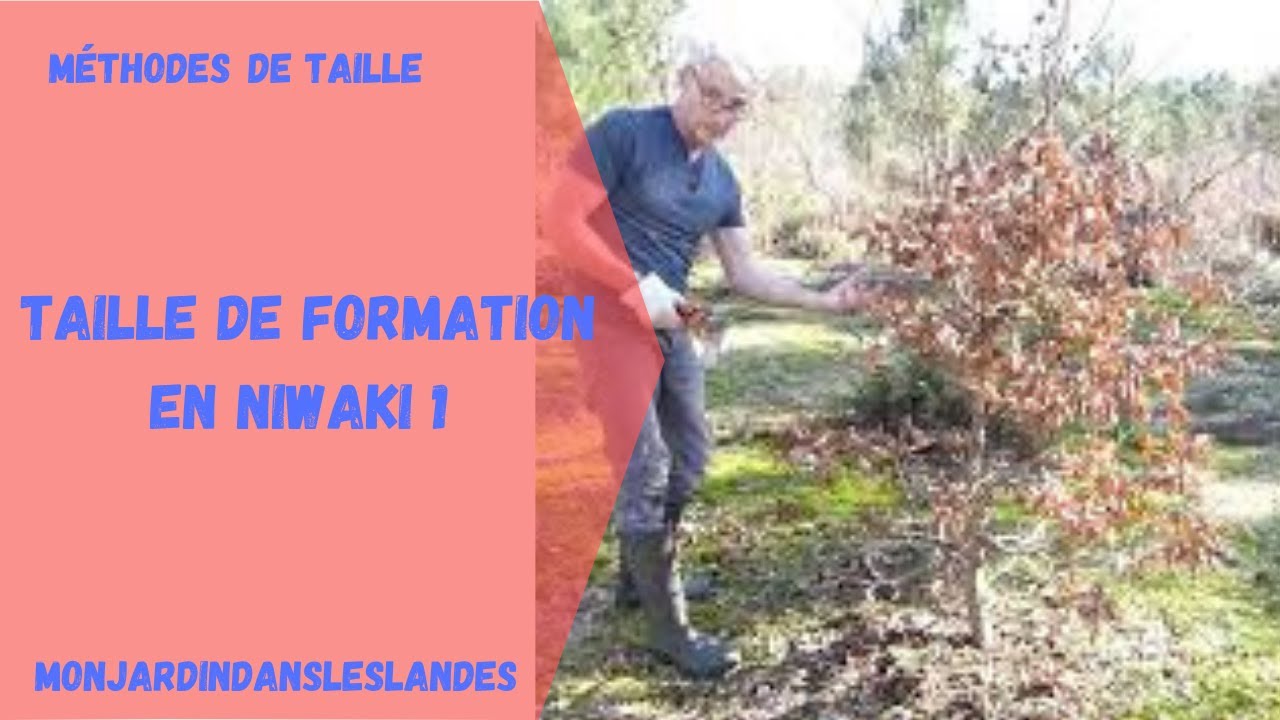 Taille de formation d'un hêtre en Niwaki 1 - Monjardindansleslandes