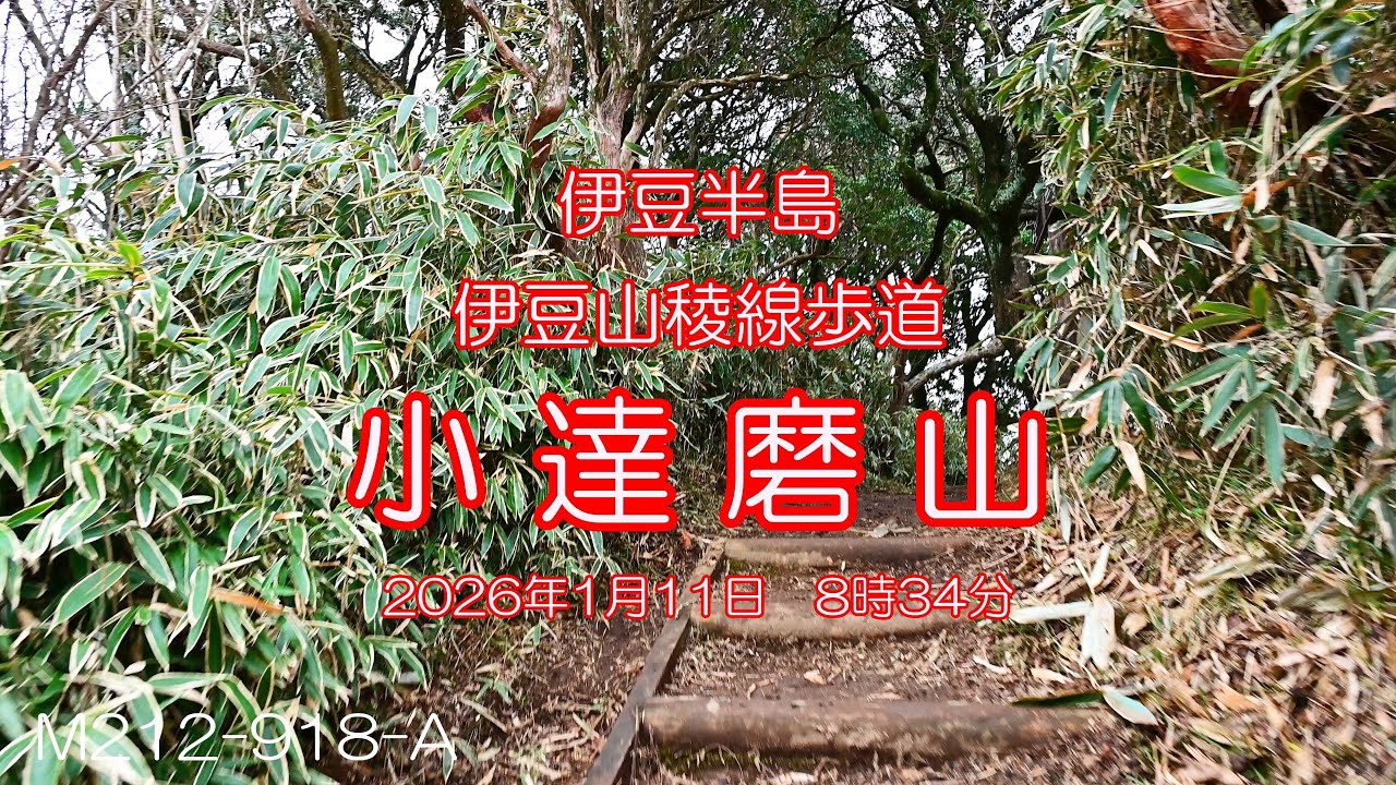 【Profile of Mountain┃伊豆半島】伊豆山稜線歩道　小達磨山（こだるまやま）　2026.01.11　M212-918-A　4K　字幕あり